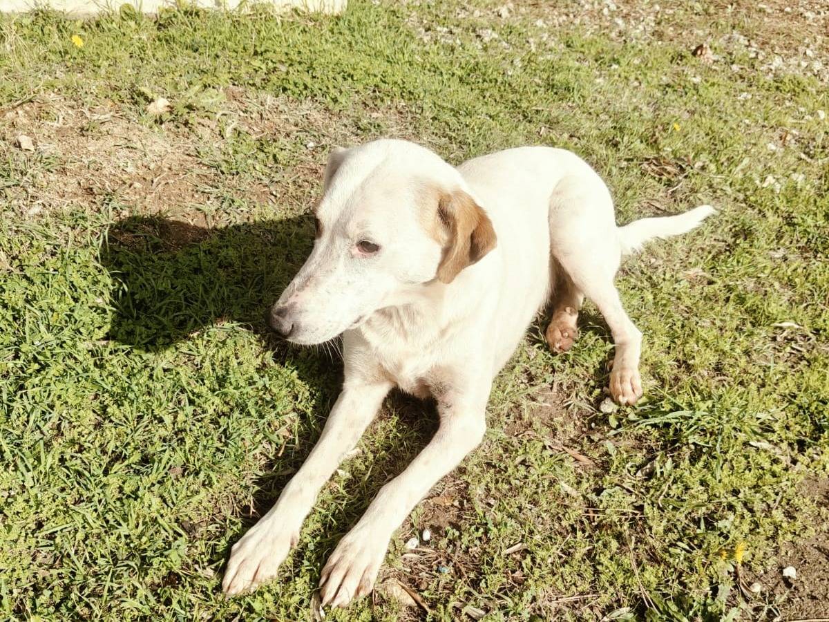 Adotta un cane, taglia media, femmina, Vibo