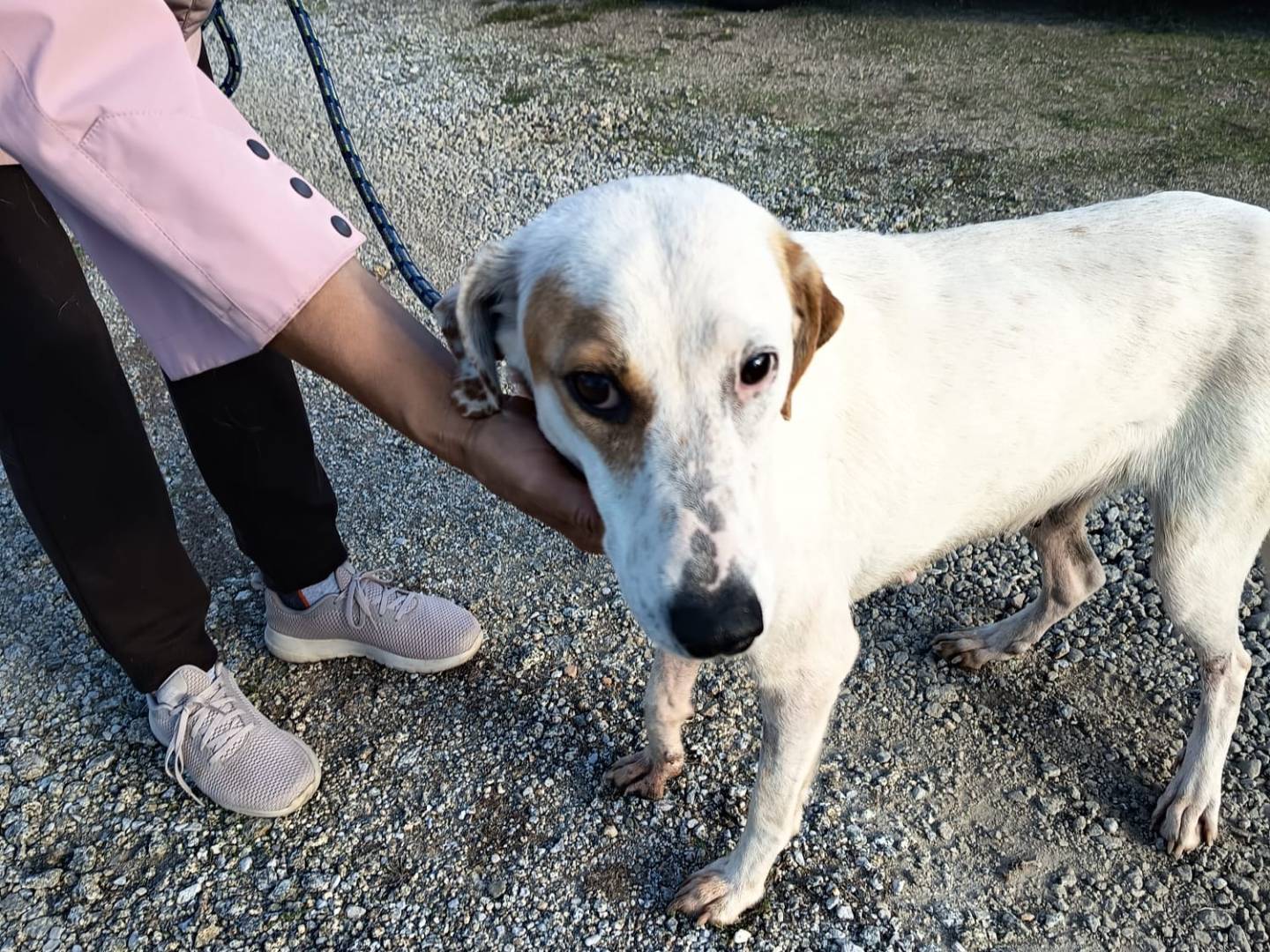 Vuoi adottare un cane a Vibo?