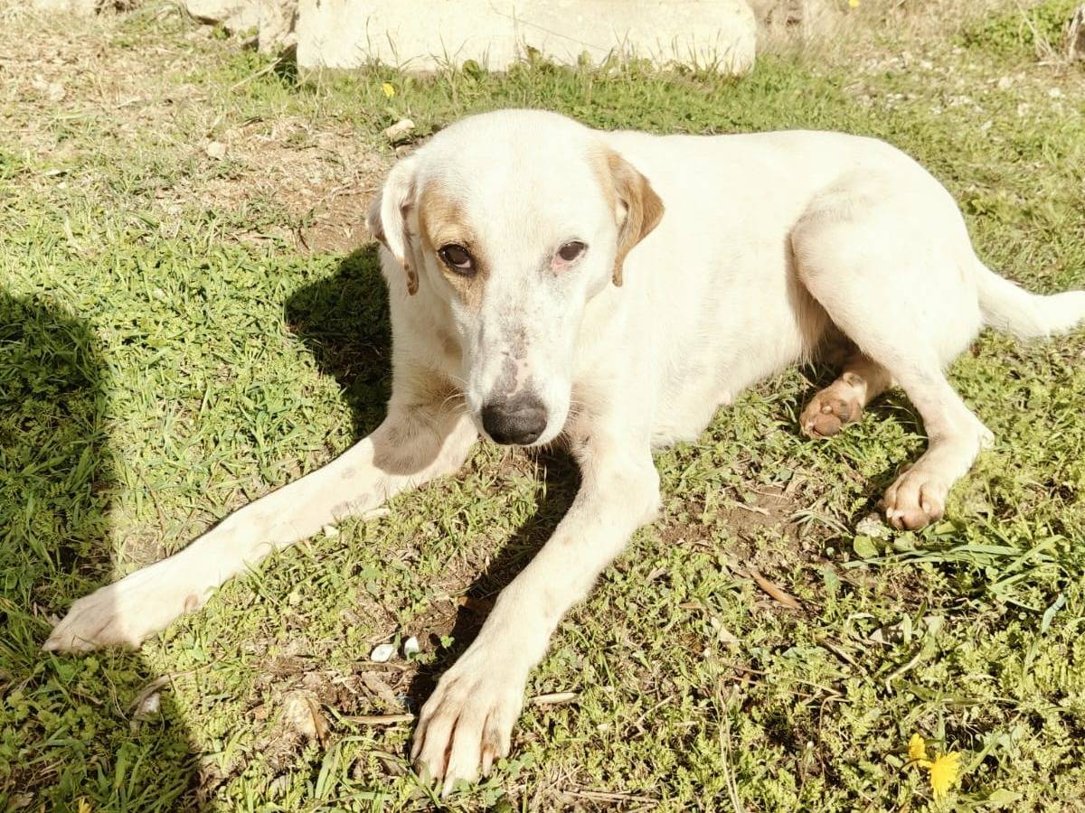 Adotta il cane DINA a Vibo