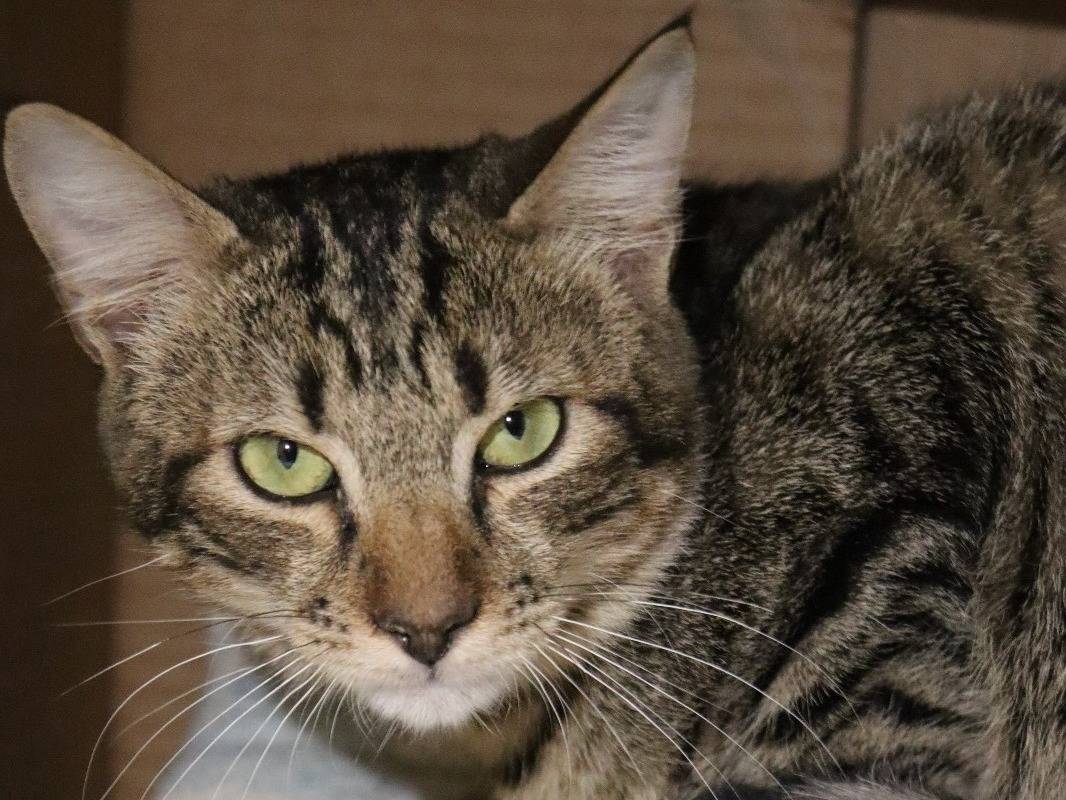 Adozione gatto, femmina, Razza sconosciuta Razza sconosciuta, 1 anno e 8 mesi, taglia non valida, Barletta