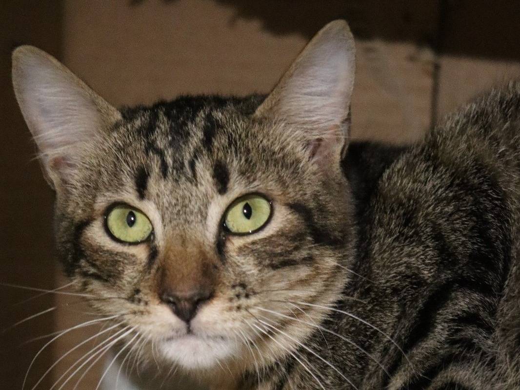 Adotta un gatto, femmina, 1 anno e 8 mesi, Barletta