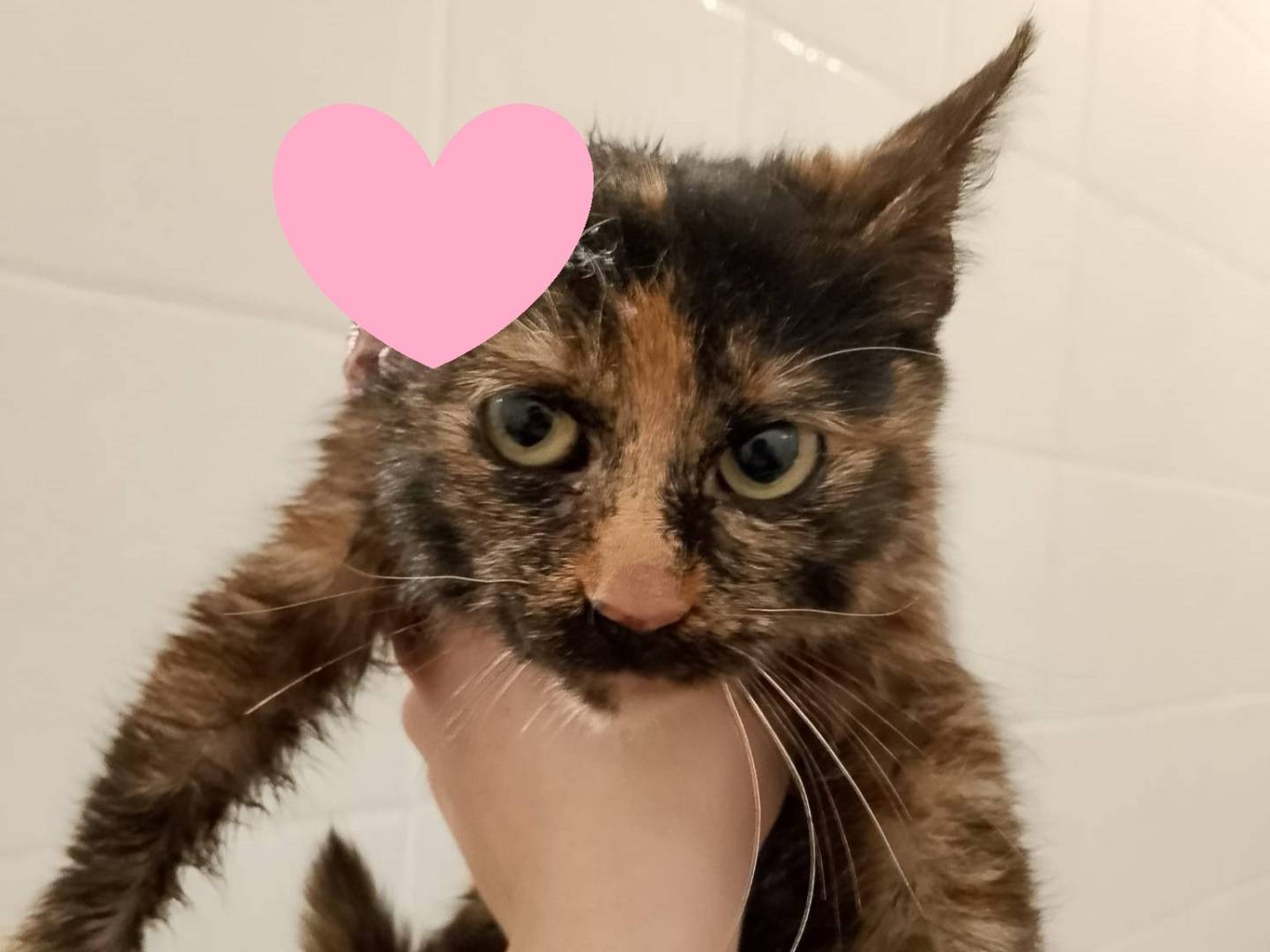 Adozione gatto, femmina, Razza sconosciuta Razza sconosciuta, 1 anno e 1 mese, taglia non valida, Barletta