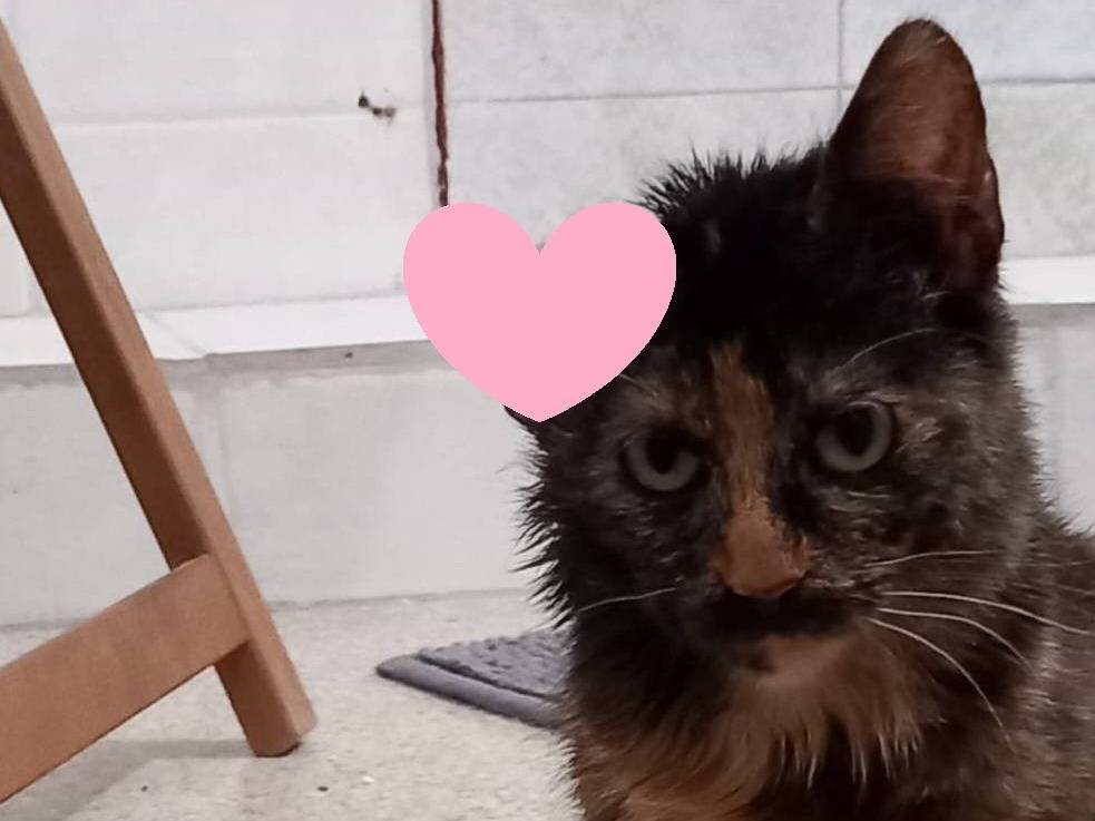 Adotta un gatto, femmina, 1 anno e 1 mese, Barletta