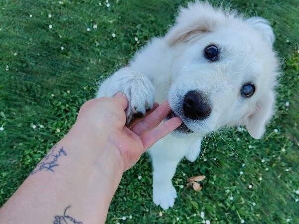 Adozione cane, maschio, Razza sconosciuta Razza sconosciuta, 4 mesi, taglia grande, Vibo