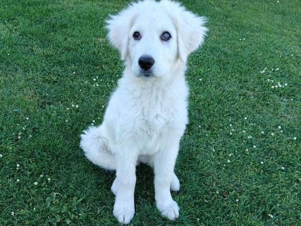 Adotta un cane, maschio, 4 mesi, Vibo