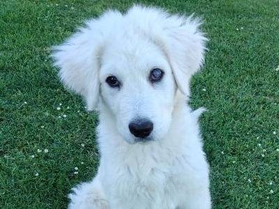 Adotta un cane, taglia grande, maschio, Vibo