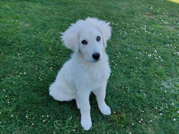 Vuoi adottare un cane a Vibo?