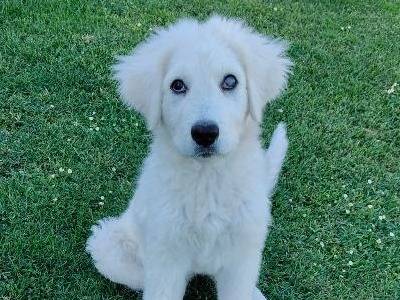 Adotta il cane PUNCH a Vibo