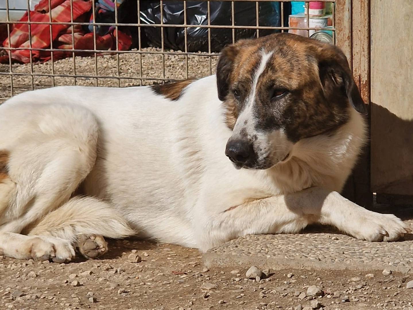 Vuoi adottare un cane a Pordenone?