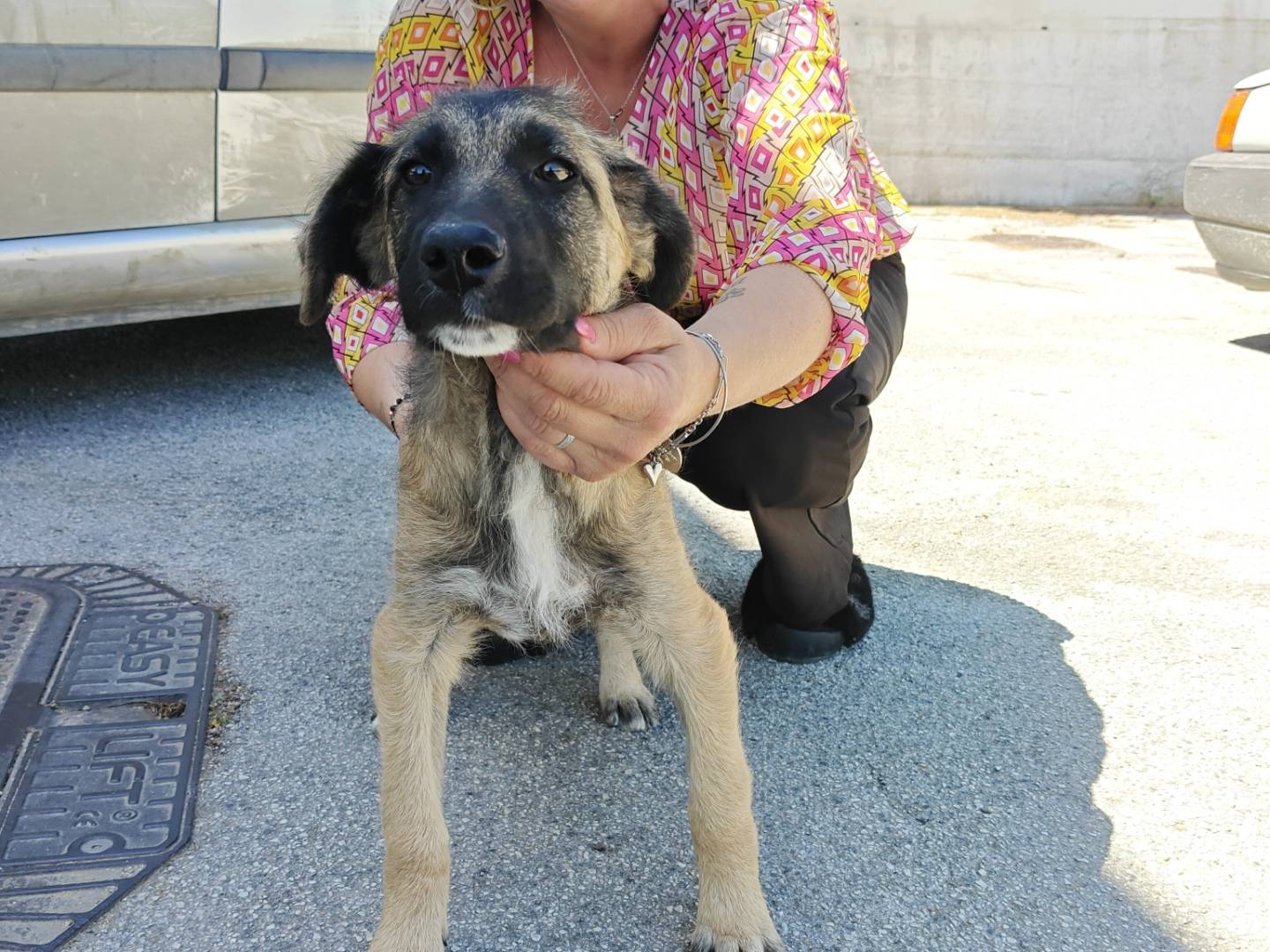 Adotta un cane, taglia media, maschio, Trapani