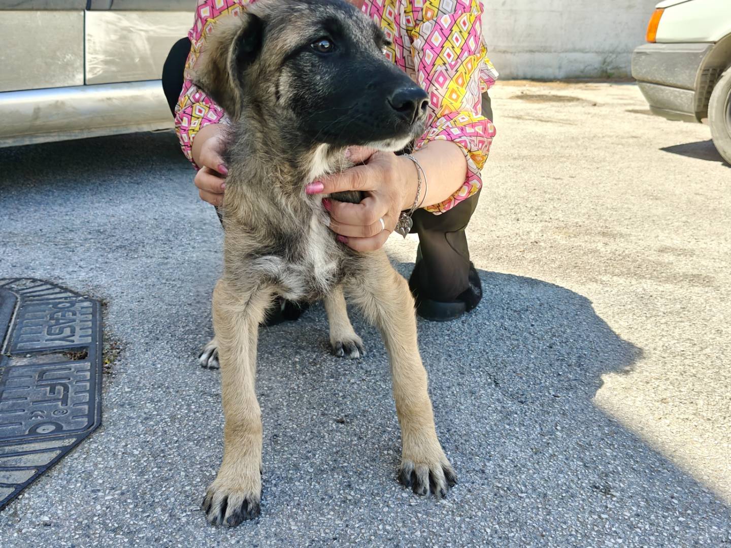 Vuoi adottare un cane a Trapani?