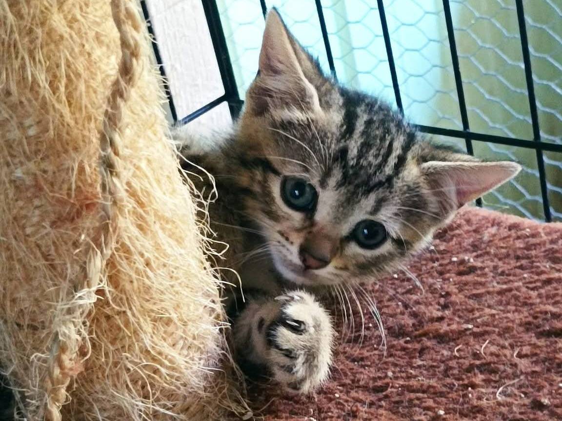 Adozione gatto, femmina, Razza sconosciuta Razza sconosciuta, 1 mesi, taglia non valida, Latina
