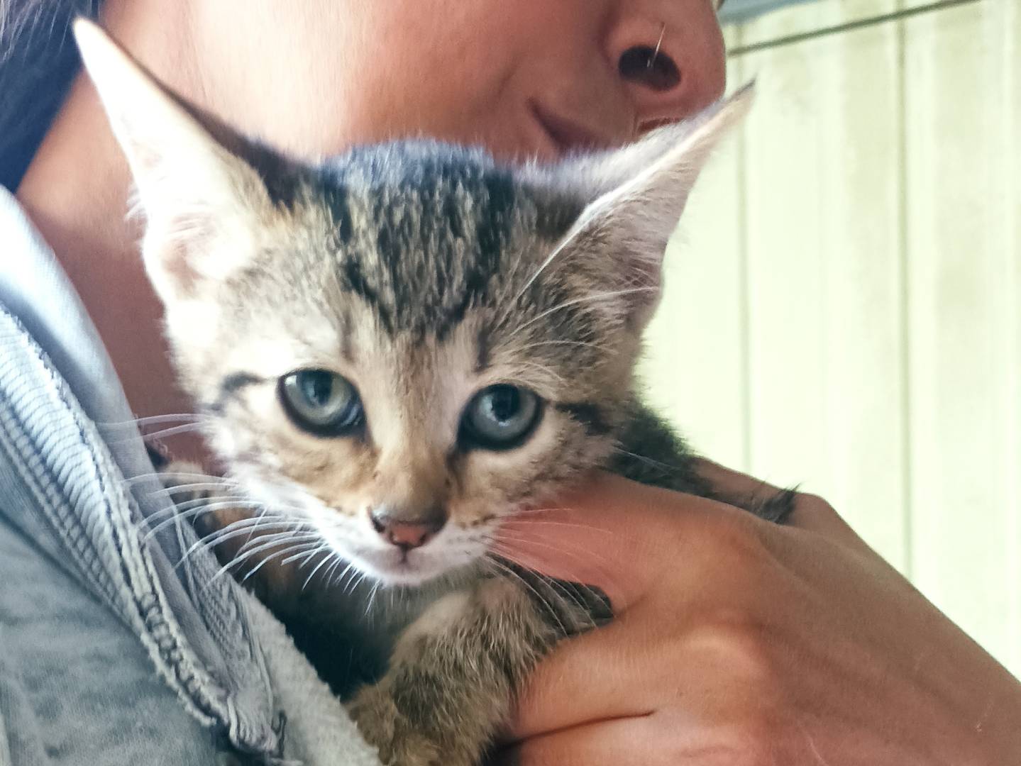 Adotta un gatto, taglia non valida, femmina, Latina