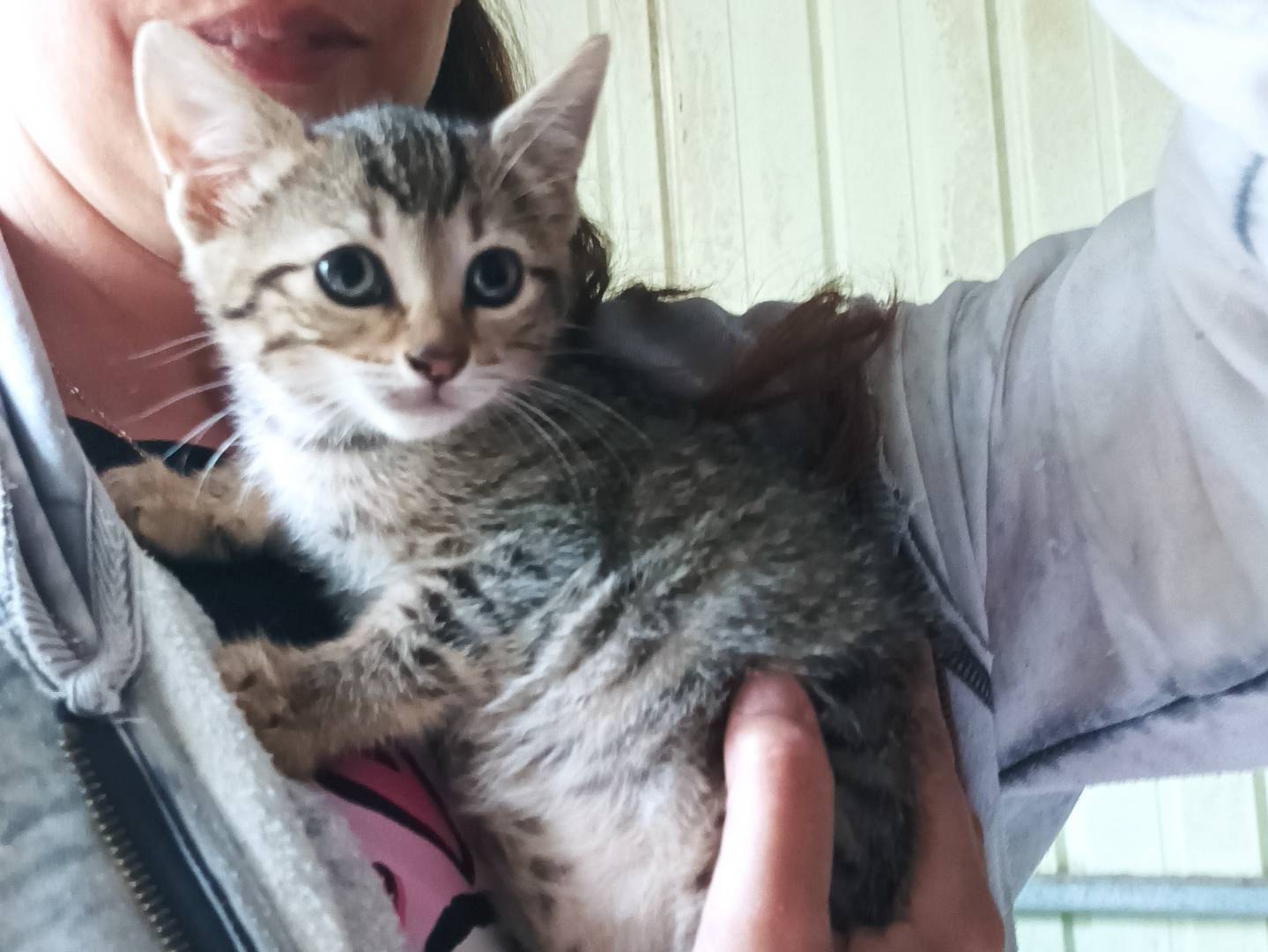 Adotta un gatto, femmina, 1 mesi, Latina