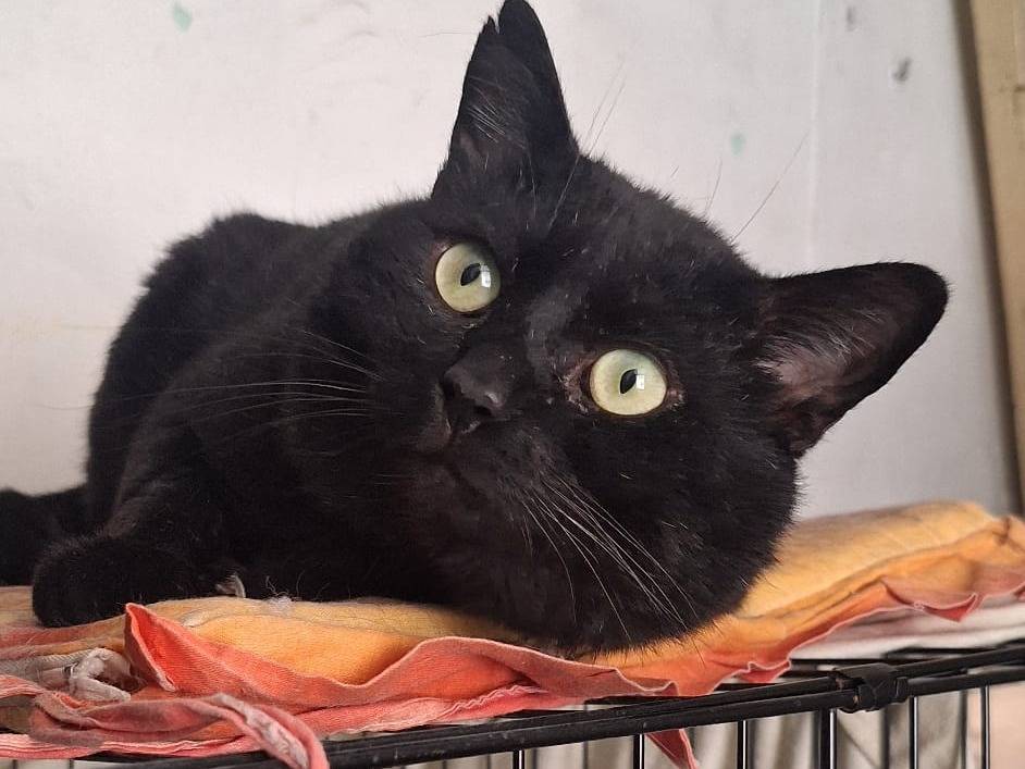 Adozione gatto, maschio, Razza sconosciuta Razza sconosciuta, 1 anno e 6 mesi, taglia non valida, Genova