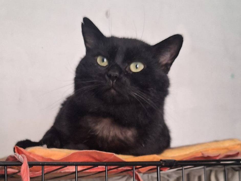 Adotta un gatto, maschio, 1 anno e 6 mesi, Genova