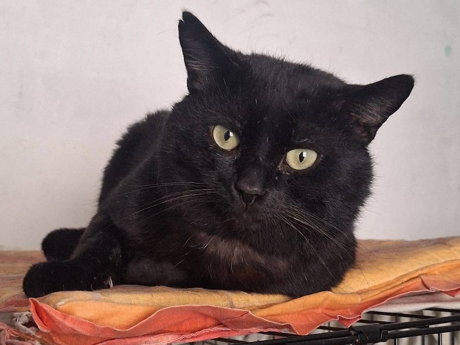 Adotta un gatto, taglia non valida, maschio, Genova