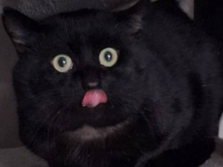Vuoi adottare un gatto a Genova?
