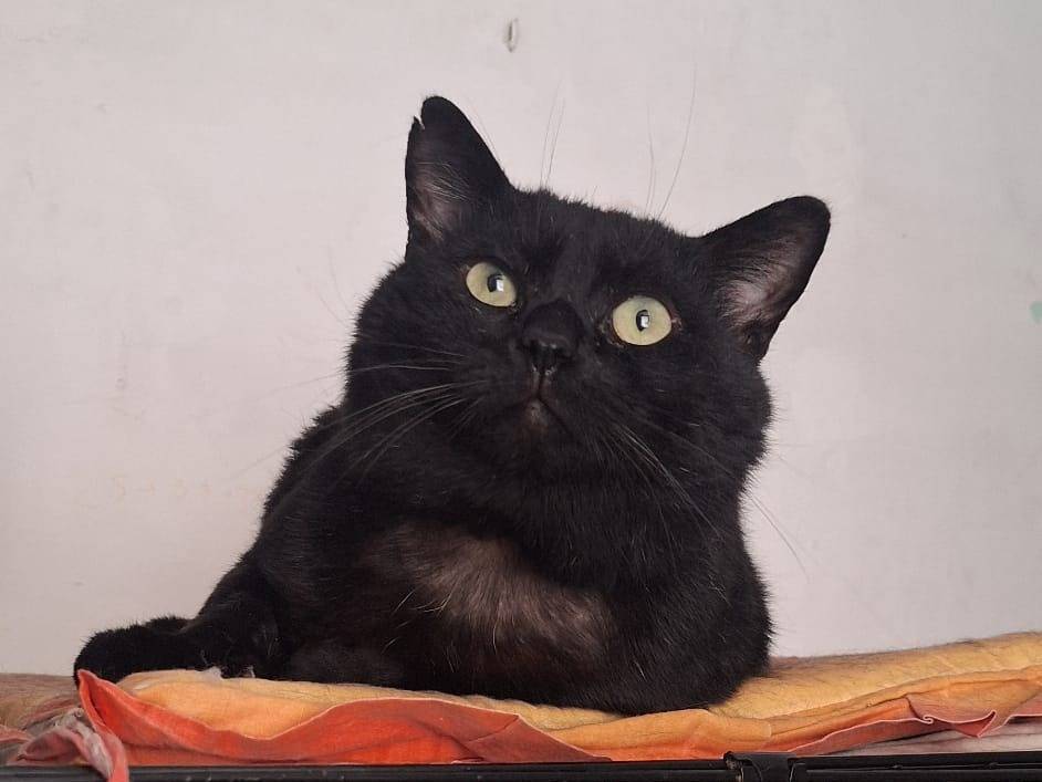 Adotta il gatto Mochi a Genova