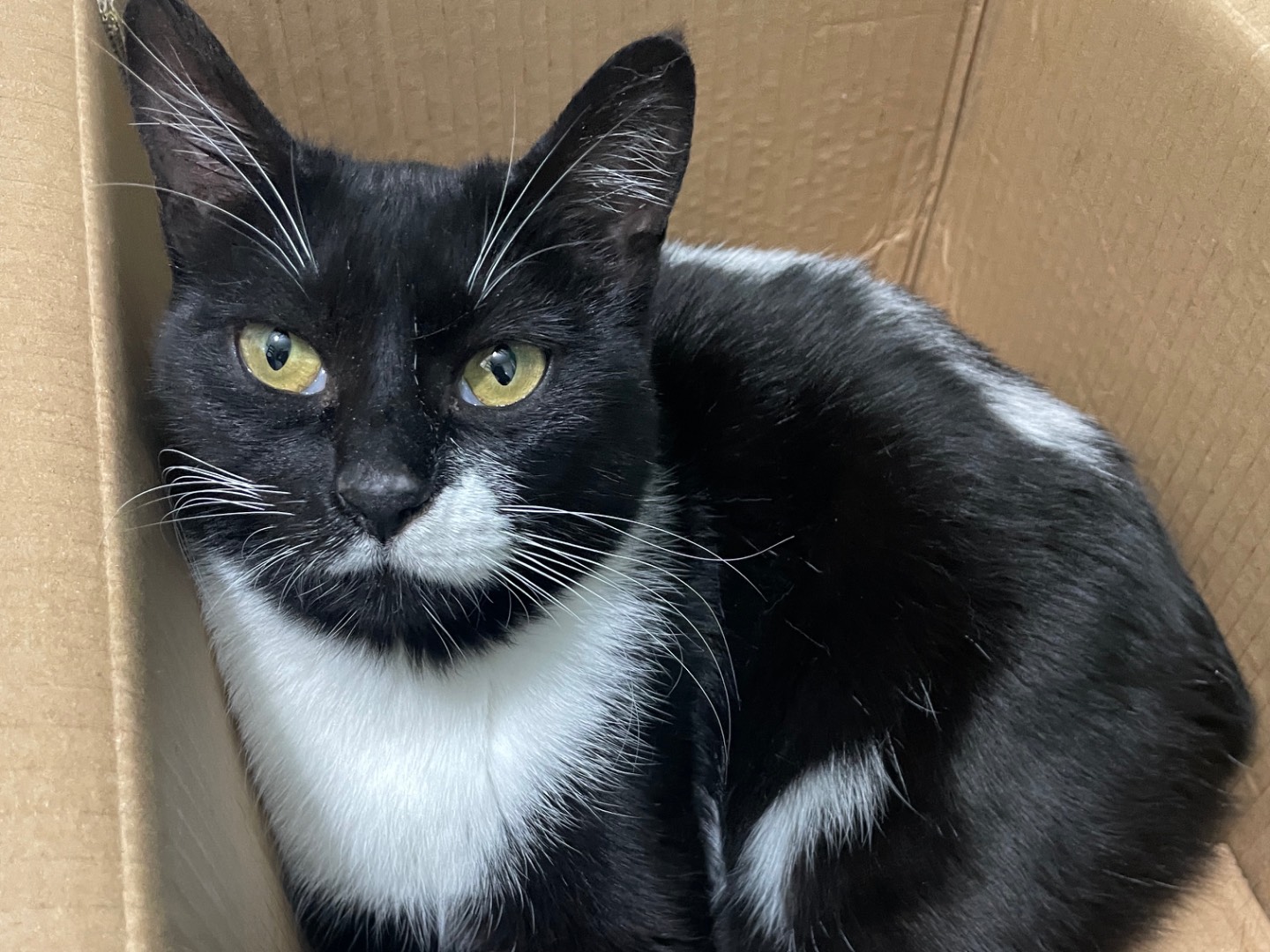 Adozione gatto, femmina, Razza sconosciuta Razza sconosciuta, 2 anni e 3 mesi, taglia non valida, Napoli