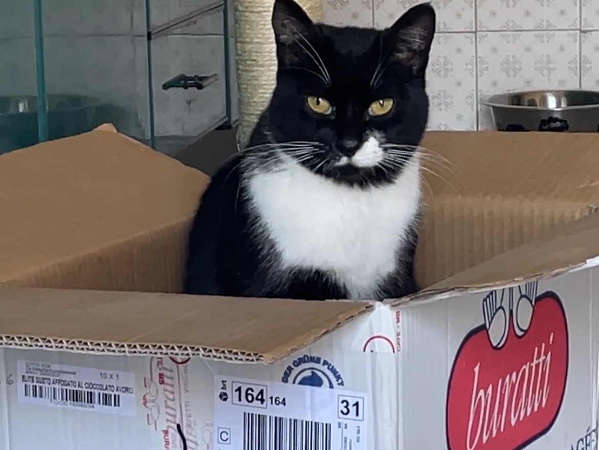 Adotta un gatto, femmina, 2 anni e 3 mesi, Napoli