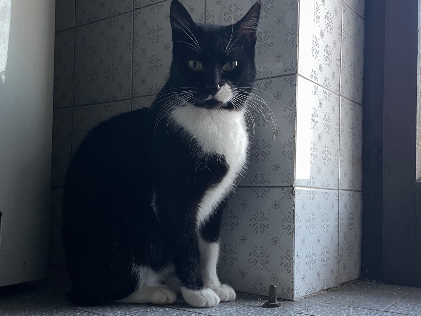 Adotta un gatto, taglia non valida, femmina, Napoli