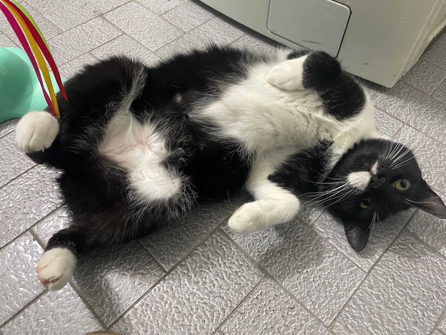 Vuoi adottare un gatto a Napoli?
