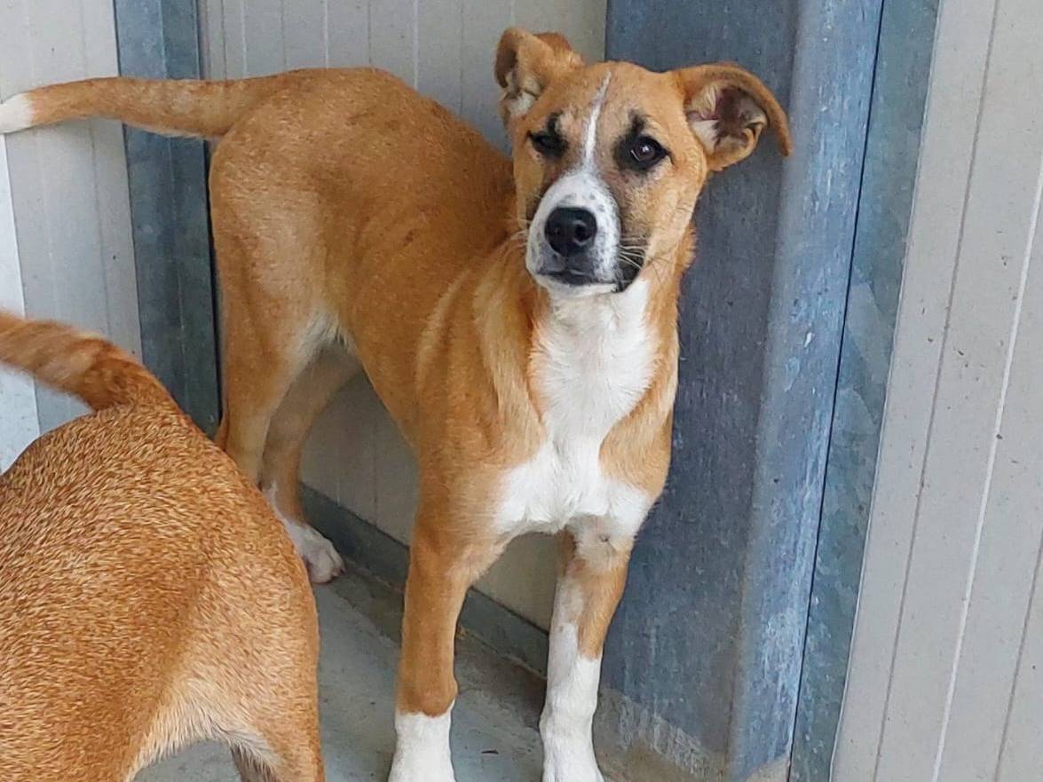 Adozione cane, femmina, Razza sconosciuta Razza sconosciuta, 4 mesi, taglia media contenuta, Cremona