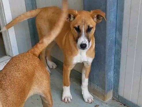Adotta un cane, taglia media contenuta, femmina, Cremona