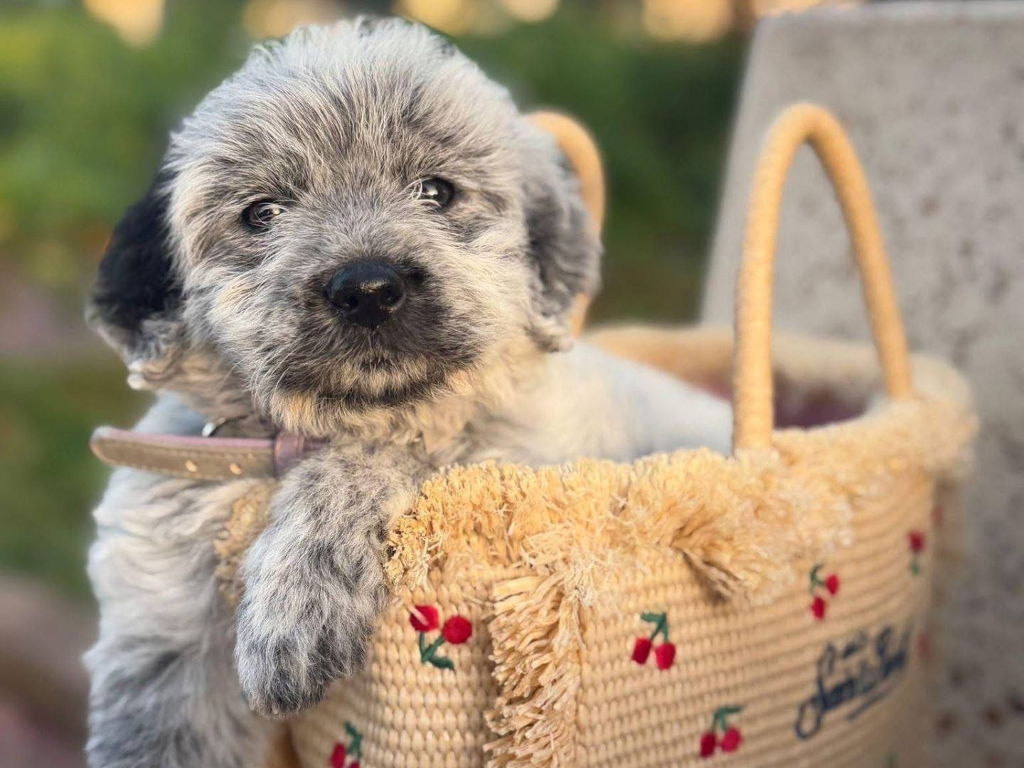 Adozione cane, femmina, Razza sconosciuta Razza sconosciuta, 1 mesi, taglia piccola, Trapani