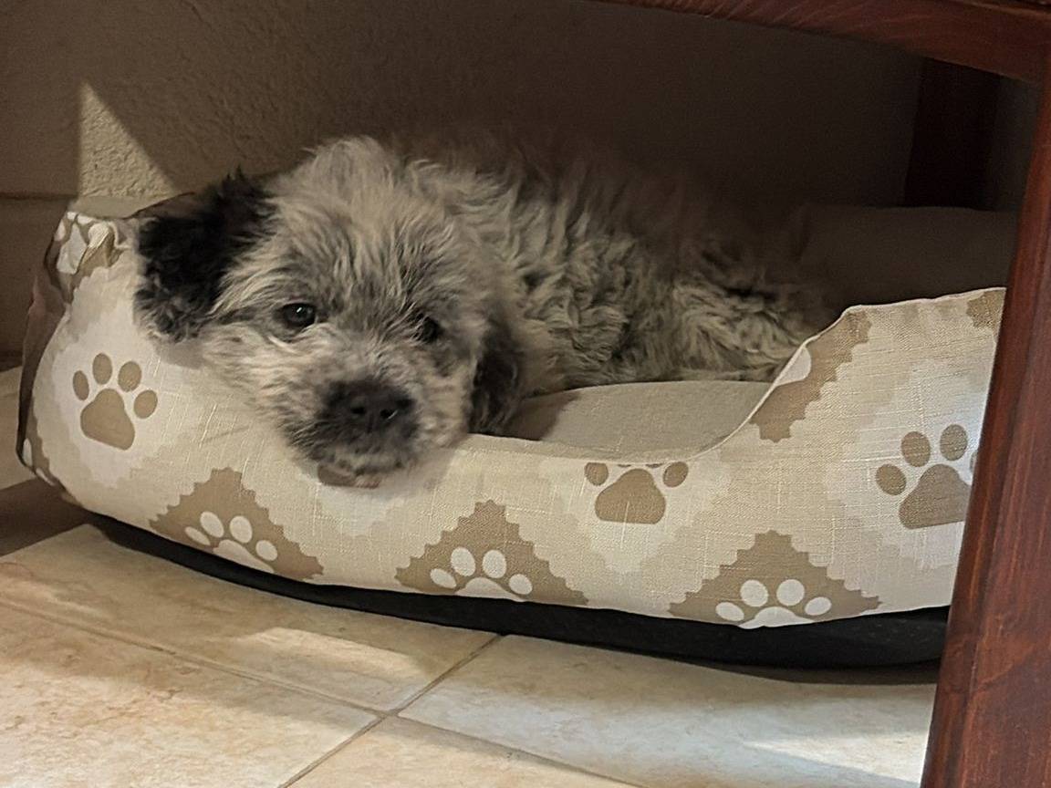 Adotta un cane, femmina, 1 mesi, Trapani