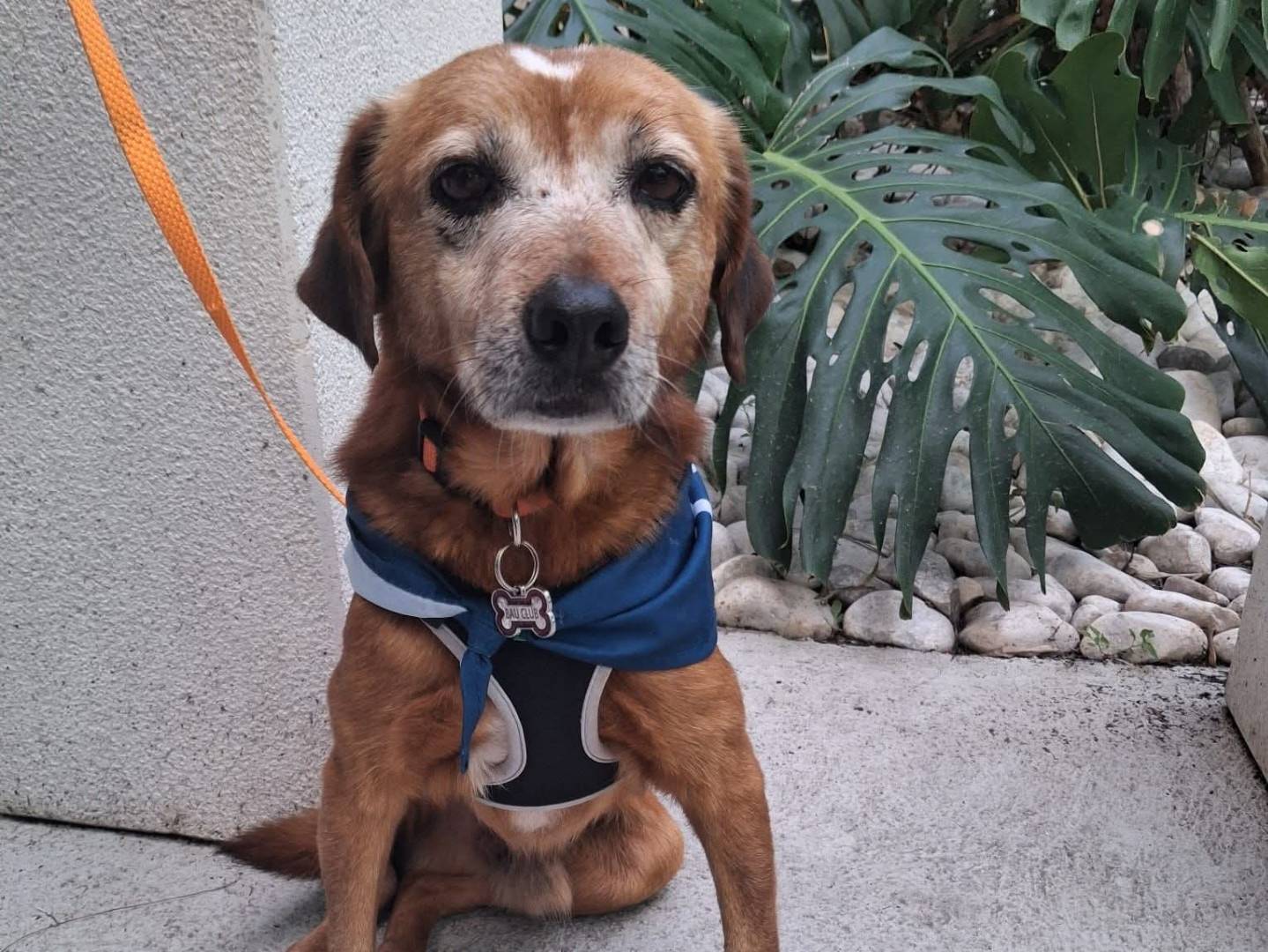 Adozione cane, maschio, Razza sconosciuta Razza sconosciuta, 10 anni e 4 mesi, taglia piccola, Cagliari
