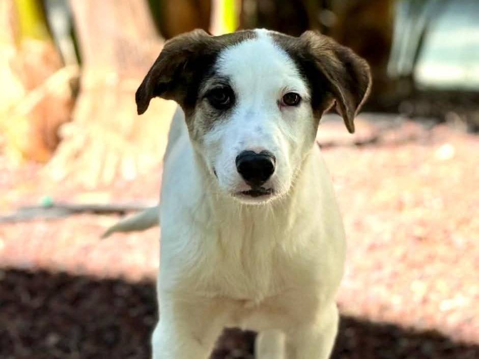 Adozione cane, maschio, Razza sconosciuta Razza sconosciuta, 4 mesi, taglia grande, Cagliari