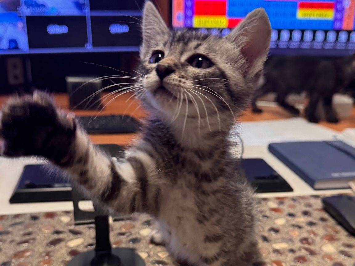 Adozione gatto, maschio, Razza sconosciuta Razza sconosciuta, 2 mesi, taglia non valida, Napoli
