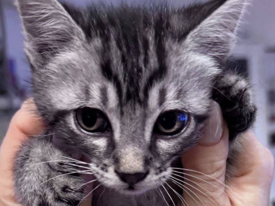 Adotta un gatto, maschio, 2 mesi, Napoli