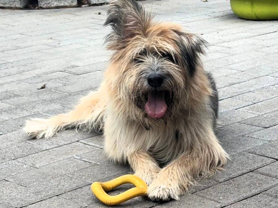 Adozione cane, maschio, Razza sconosciuta Razza sconosciuta, 8 anni e 5 mesi, taglia grande, Milano