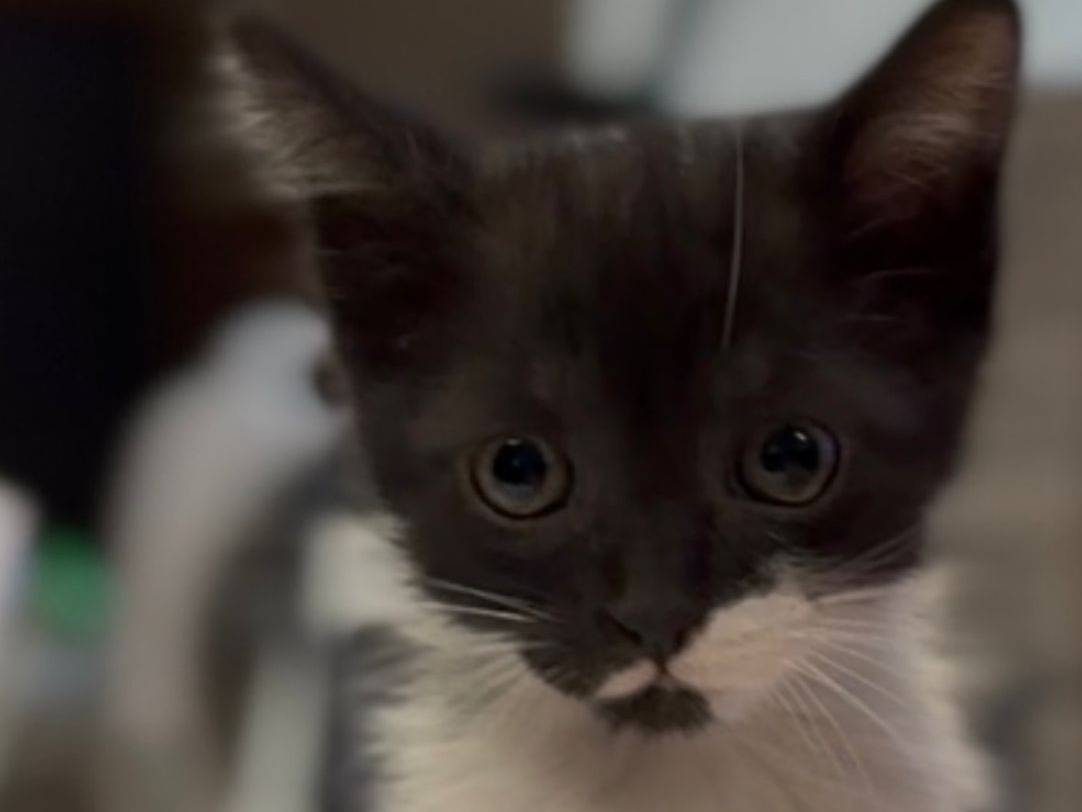 Adozione gatto, femmina, Razza sconosciuta Razza sconosciuta, 2 mesi, taglia non valida, Napoli