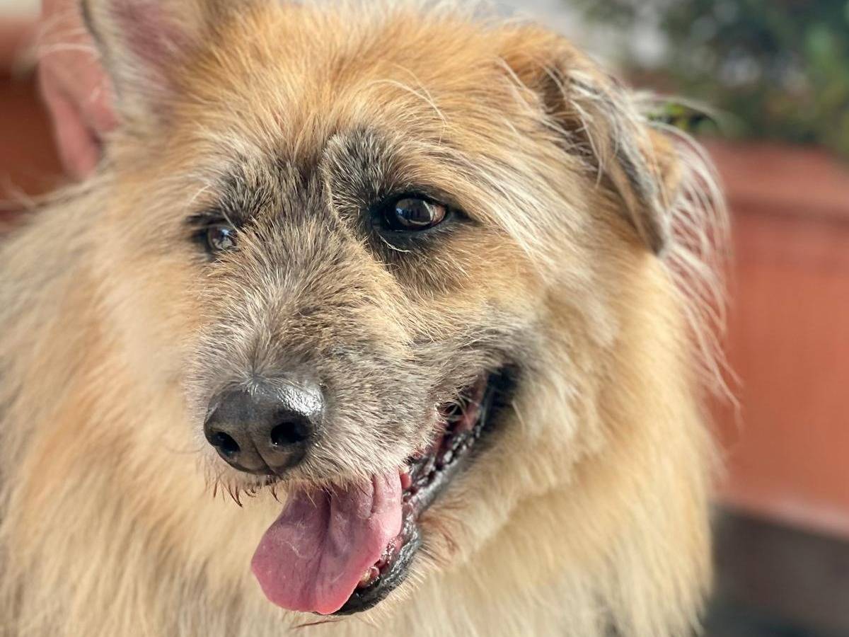 Adotta un cane, maschio, 8 anni e 5 mesi, Milano