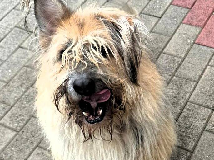 Vuoi adottare un cane a Milano?