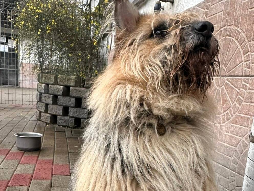 Adotta il cane SPANK a Milano