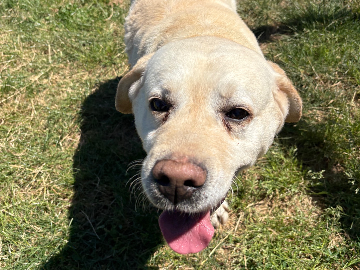 Vuoi adottare un cane a Frosinone?