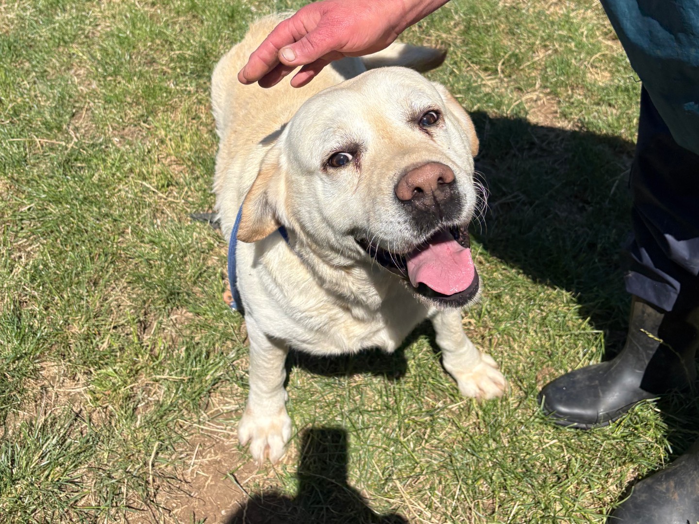 Adotta il cane Pino a Frosinone