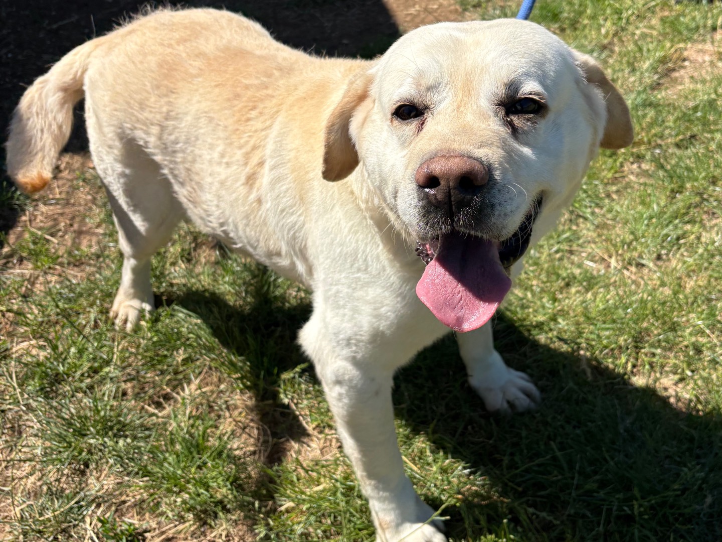 Adozione cane, maschio, Labrador Retriever Razza sconosciuta, 5 anni e 5 mesi, taglia media, Frosinone