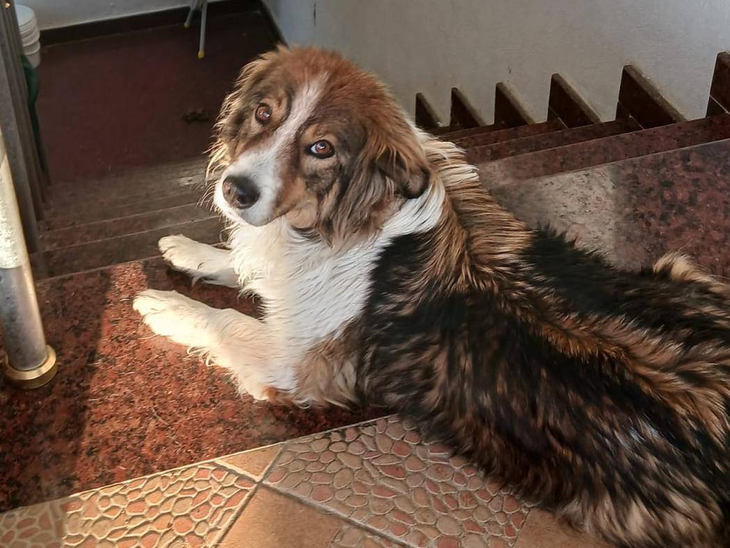 Adozione cane, femmina, Razza sconosciuta Razza sconosciuta, 4 anni, taglia piccola, Bari