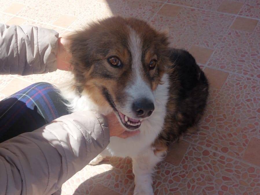 Adotta un cane, taglia piccola, femmina, Bari