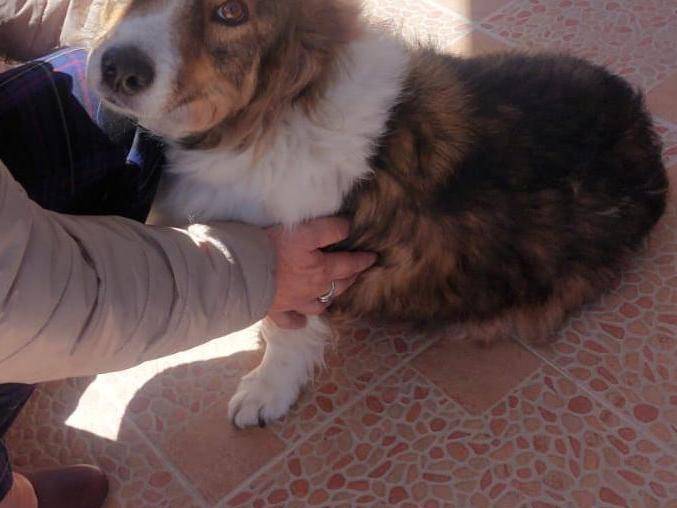 Vuoi adottare un cane a Bari?