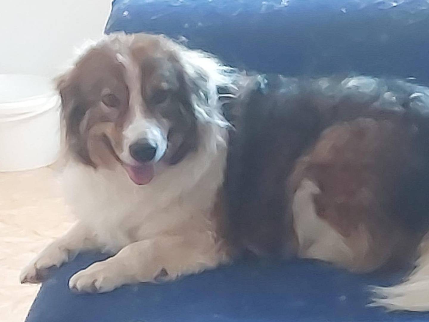 Adotta il cane Lola a Bari