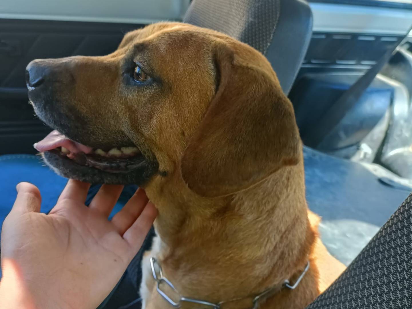 Vuoi adottare un cane a Napoli?