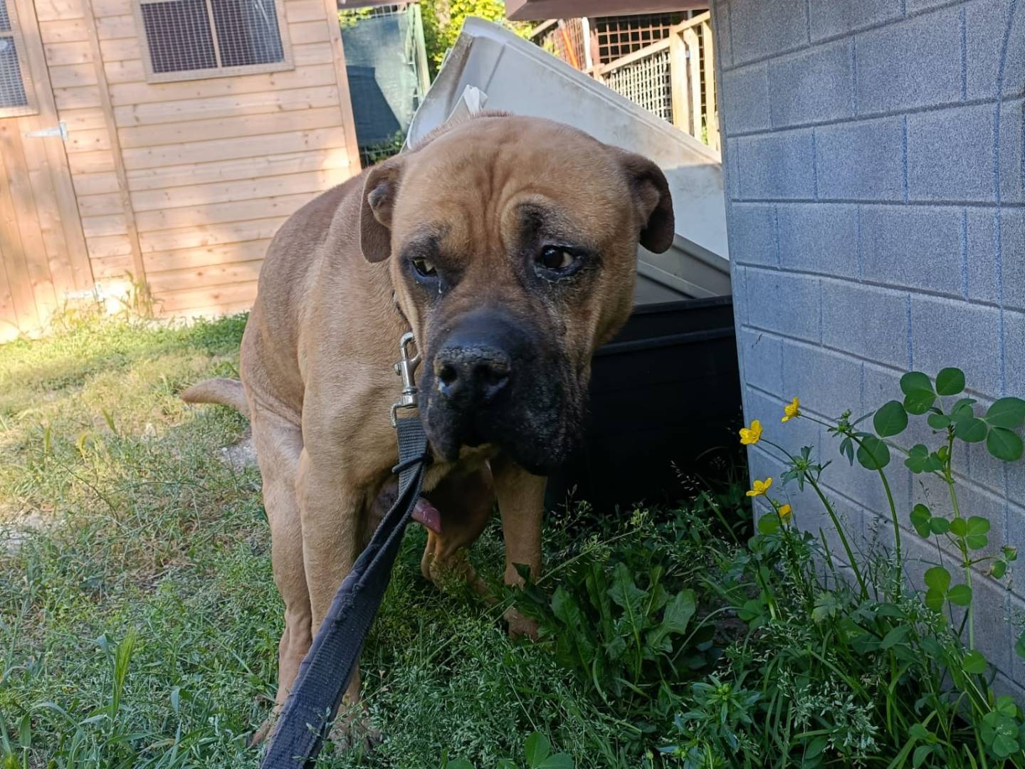 Adozione cane, maschio, Bullmastiff Razza sconosciuta, 10 anni e 1 mese, taglia grande, Napoli