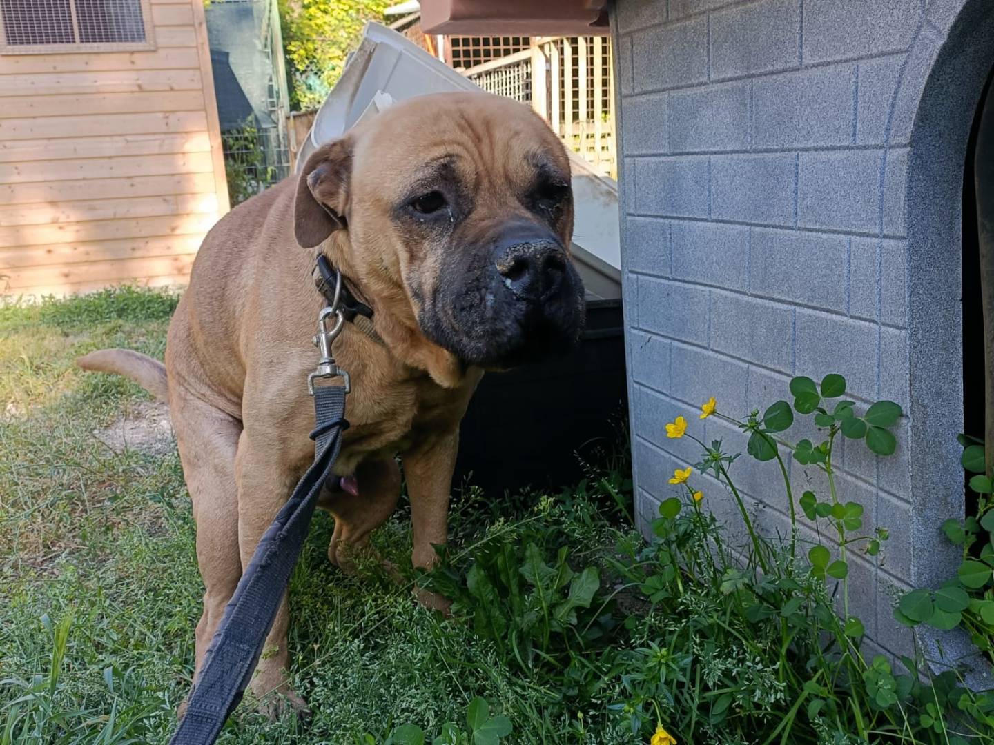 Adotta un cane, maschio, 10 anni e 1 mese, Napoli